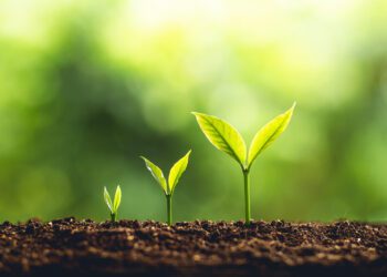 Plant Dreams For A Happy Life